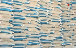 Giá đường thế giới chạm đáy 5 năm