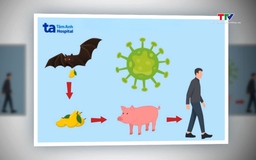 Ban hành hướng dẫn chẩn đoán, điều trị bệnh do virus Nipah 