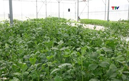 Hợp tác xã nông nghiệp tạo đột phá từ tích tụ, tập trung đất đai