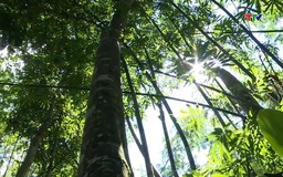 Thanh Hóa có độ che phủ rừng 54,09%