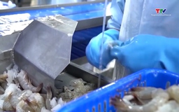 Tôm Việt Nam được giảm mạnh thuế chống bán phá giá tại Mỹ