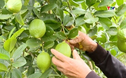 Hiệu quả mô hình trồng cây chanh vàng Mỹ