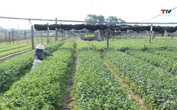 Đề xuất nâng mức hỗ trợ phí bảo hiểm nông nghiệp