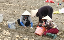 Mở rộng liên kết cây khoai tây vụ Đông Xuân