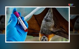 WHO: nguy cơ virus Nipah xâm nhập Việt Nam là thấp