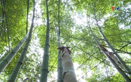 Các doanh nghiệp chế biến tre, luồng gặp khó khăn về nguyên liêu thị trường tiêu thụ