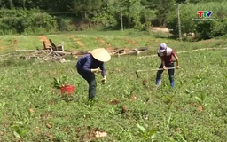 Đảm bảo các điều kiện để trồng rừng đạt kế hoạch năm 2026