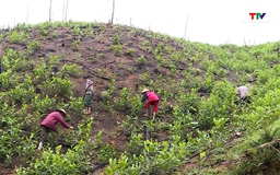 Thanh Hóa phấn đấu trồng hơn 2 triệu cây xanh phân tán và 10.000 ha rừng tập trung 