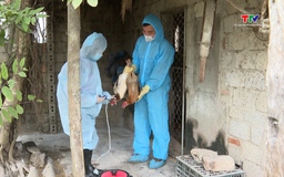 Chủ  động phòng chống dịch cúm gia cầm