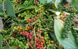 Giá tiêu đồng loạt giảm mạnh