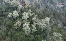 Sắc hoa thàn mát gọi du khách về miền Tây xứ Thanh