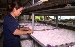 Sắn dây xã Ngọc Liên cho doanh thu 350 triệu đồng/ha