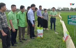 Đánh giá mô hình sản xuất lúa hữu cơ chất lượng cao tại phường Tĩnh Gia