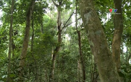 25 triệu người dân Việt Nam đang hưởng lợi từ rừng