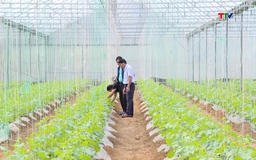 Kiên Thọ tích tụ ruộng đất phát triển nông nghiệp công nghệ cao