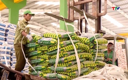 Giá phân bón tăng cao, nguy cơ ảnh hưởng sản xuất nông nghiệp