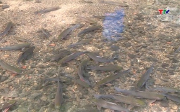 Suối cá thần Cẩm Lương – Điểm đến hấp dẫn du khách đầu năm