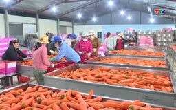 Tăng mạnh doanh nghiệp đầu tư vào nông nghiệp