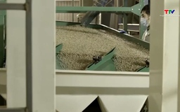 Cà phê bước vào một chu kỳ tăng giá mới đầy biến động