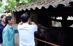 Xã Cẩm Thủy tiêm phòng gia súc, gia cầm đợt 1 năm 2026 