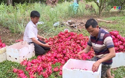 Cảnh báo dư lượng thuốc bảo vệ thực vật trên chanh leo, thanh long