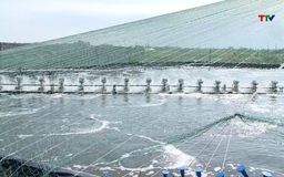 Doanh nghiệp ngành tôm chủ động thích ứng với biến động quốc tế 