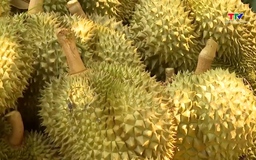 Giá sầu riêng phân hóa mạnh theo từng kho và chất lượng hàng