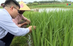 Thanh Hóa đẩy mạnh sản xuất nông nghiệp vụ Xuân 2026