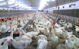 Thanh Hóa thu hút đầu tư, phát triển chăn nuôi gia cầm theo chuỗi giá trị