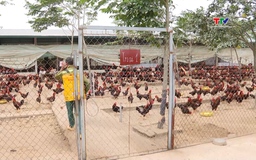 Khử trùng, tiêu độc môi trường, bảo vệ đàn gia súc, gia cầm