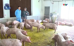 Giá lợn hơi tại miền Bắc và miền Trung chưa dứt đà giảm