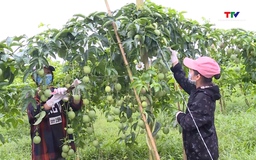 Phát triển vùng sản xuất cây trồng phục vụ chế biến 