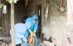 Tái đàn chăn nuôi sau Tết: Thận trọng để phát triển bền vững