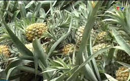 Dứa Lào Cai được mùa, được giá