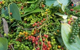 Giá tiêu điều chỉnh tăng, cà phê lao dốc