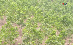 Thanh Hóa trồng hơn 8.000 ha rừng bằng cây nuôi cấy mô