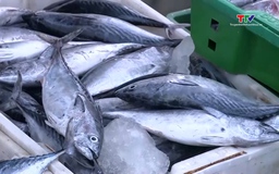 Khai thác thủy sản quý 1/2026 đạt trên 32 nghìn tấn