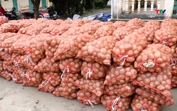 Sản xuất khoai tây vụ Đông Xuân cho thu nhập cao