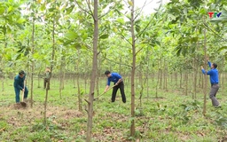 Thanh Hóa đã tiếp nhận từ Quỹ bảo vệ và phát triển rừng Việt Nam trên 198 tỷ đồng