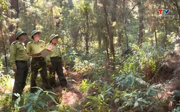 Cảnh báo nguy cơ cháy rừng cấp cực kỳ nguy hiểm