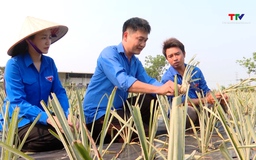 Lan tỏa phong trào thanh niên phát triển kinh tế ở Thiệu Trung