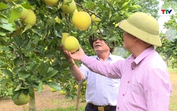 Thanh Hóa đã cấp và duy trì hơn 121 mã số vùng trồng