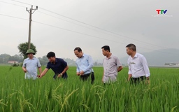 Kiểm tra tình hình sâu bệnh vụ chiêm Xuân 2026 tại xã Cẩm Thủy