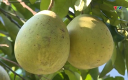 Nâng cao giá trị nông sản bằng “hộ chiếu” Mã số vùng trồng