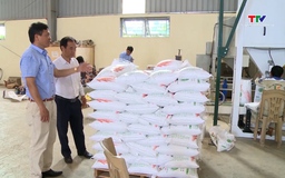 Giá gạo xuất khẩu tiếp tục giảm do cung vượt cầu