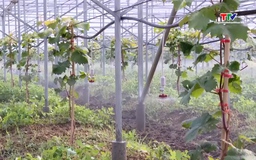 Hợp tác xã nông nghiệp trong ứng dụng công nghệ cao     