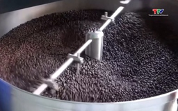 Giá cà phê quay đầu giảm mạnh