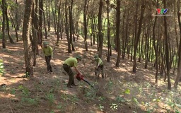 Chủ động làm giảm vật liệu cháy dưới tán rừng thông