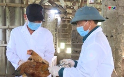 Thanh Hóa đạt gần 30% kế hoạch tiêm phòng đợt 1 cho đàn vật nuôi 