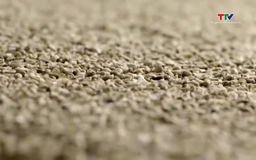 Giá cà phê thế giới tăng mạnh do lo ngại thiếu cung